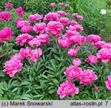 Paeonia lactiflora Better Times