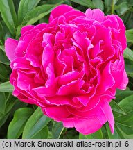 Paeonia lactiflora Birket Foster