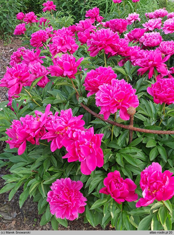 Paeonia lactiflora Birket Foster