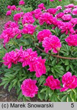 Paeonia lactiflora Birket Foster