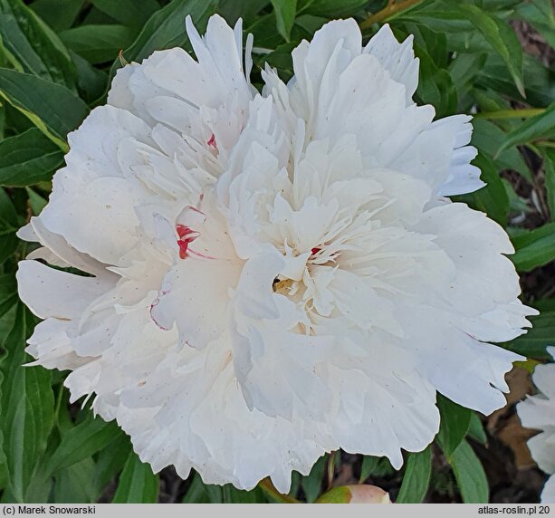 Paeonia lactiflora Canari