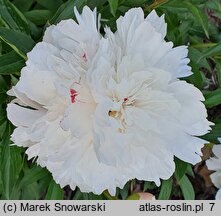 Paeonia lactiflora Canari