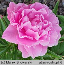 Paeonia lactiflora Charles Binde