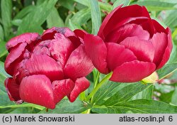 Paeonia lactiflora Chervonnyj Oksamit