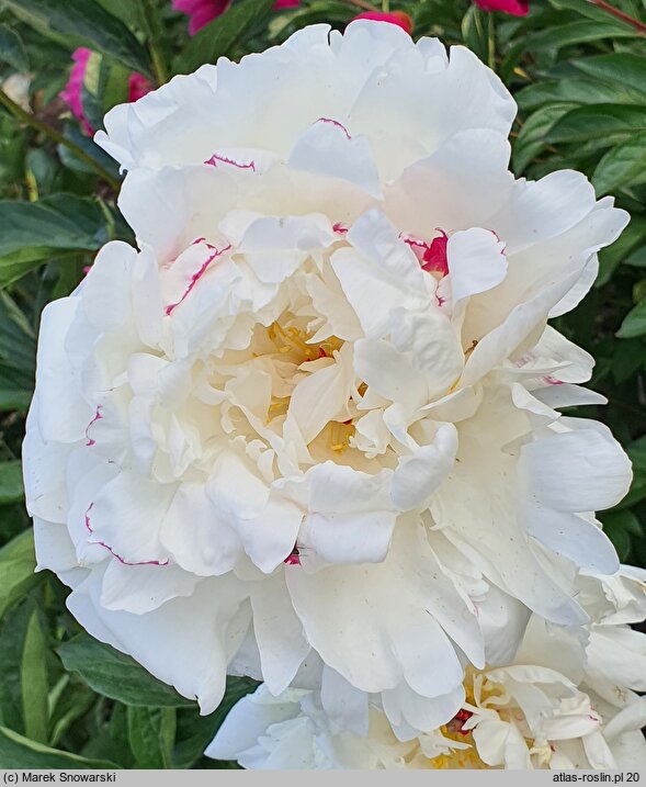 Paeonia lactiflora Coquette