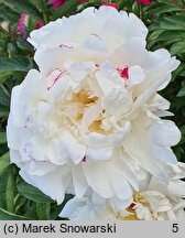 Paeonia lactiflora Coquette