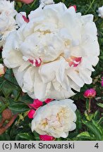 Paeonia lactiflora Coquette