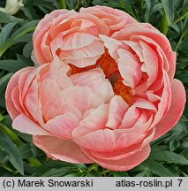 Paeonia lactiflora Pink Hawaiian Coral