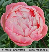 Paeonia lactiflora Pink Hawaiian Coral