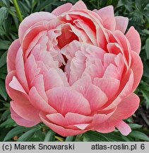 Paeonia lactiflora Pink Hawaiian Coral