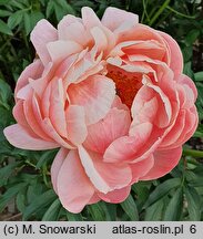 Paeonia lactiflora Pink Hawaiian Coral