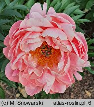 Paeonia lactiflora Pink Hawaiian Coral