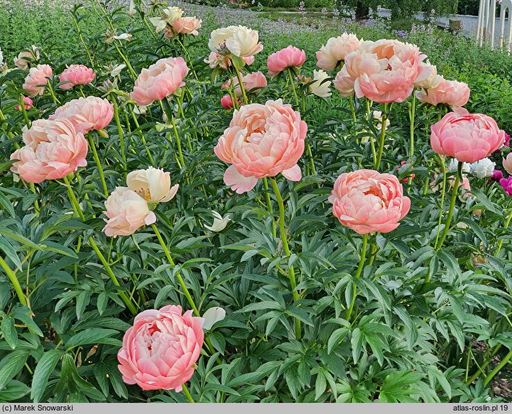 Paeonia lactiflora Pink Hawaiian Coral