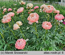 Paeonia lactiflora Pink Hawaiian Coral