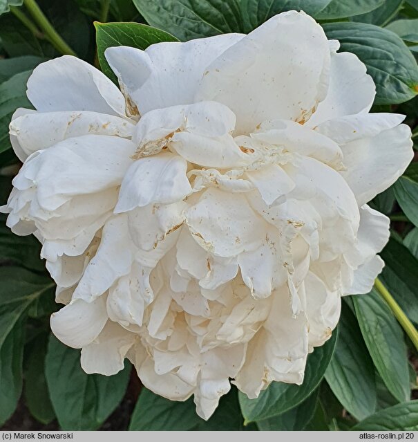 Paeonia lactiflora Corinne Wersan