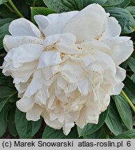 Paeonia lactiflora Corinne Wersan