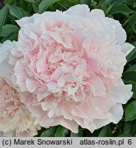 Paeonia lactiflora Cornelia Shaylor