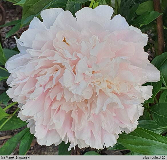 Paeonia lactiflora Cornelia Shaylor
