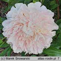 Paeonia lactiflora Cornelia Shaylor