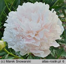 Paeonia lactiflora Cornelia Shaylor