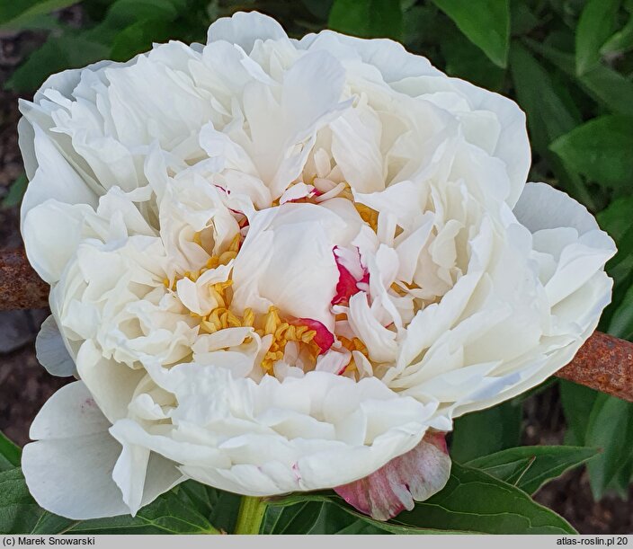 Paeonia lactiflora Couronne d'Or'