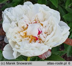 Paeonia lactiflora Couronne d'Or'