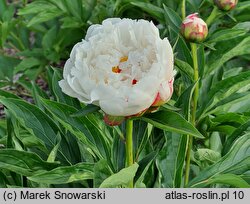 Paeonia lactiflora Couronne d'Or'