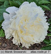 Paeonia lactiflora Diana Parks