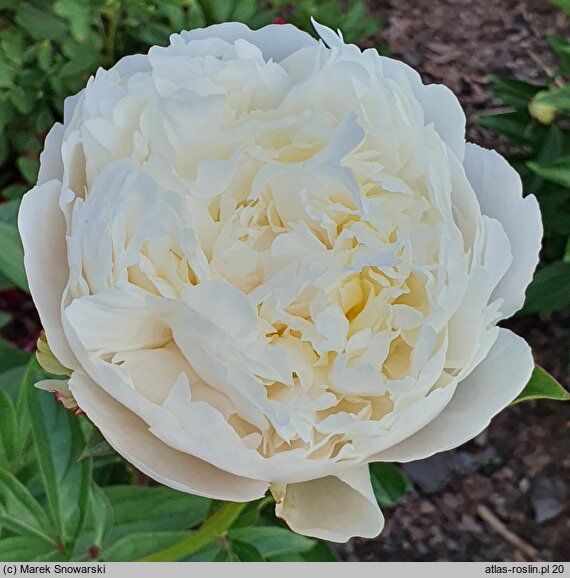 Paeonia lactiflora Diana Parks