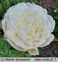 Paeonia lactiflora Diana Parks