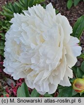 Paeonia lactiflora Diana Parks