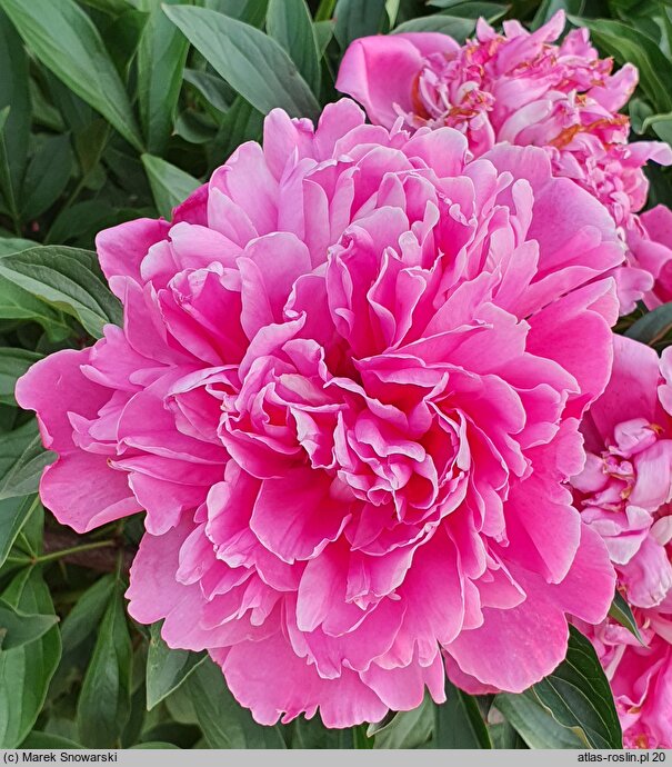 Paeonia lactiflora Dr Cords