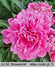 Paeonia lactiflora Dr Cords