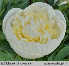 Paeonia lactiflora Duchesse de Nemours