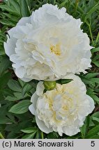 Paeonia lactiflora Duchesse de Nemours