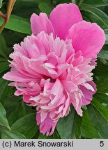 Paeonia lactiflora Duchesse d'Orleans