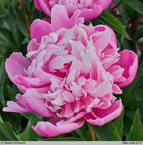 Paeonia lactiflora Duchesse d'Orleans