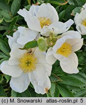 Paeonia lactiflora Dürer