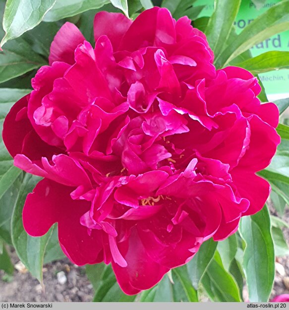 Paeonia lactiflora Edouard Andre