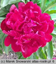 Paeonia lactiflora Edouard Andre