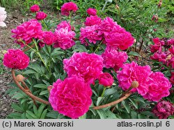 Paeonia lactiflora Edwin C. Bills