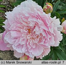 Paeonia lactiflora Elbrus