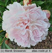 Paeonia lactiflora Elbrus