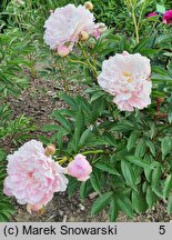 Paeonia lactiflora Elbrus