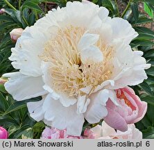 Paeonia lactiflora Ewelina