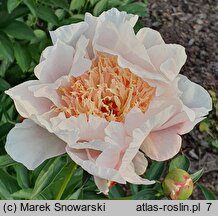 Paeonia lactiflora Ewelina