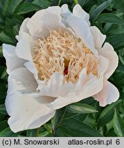 Paeonia lactiflora Ewelina