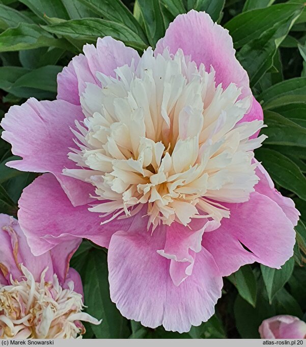 Paeonia lactiflora Eva