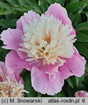 Paeonia lactiflora Eva