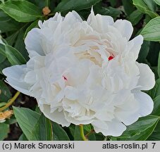 Paeonia lactiflora Festiva Maxima